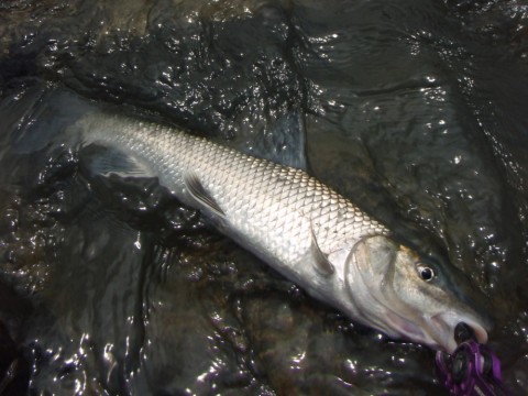 apwdv5ock989xf9mdcvj_480_480-43a927a8.jpg