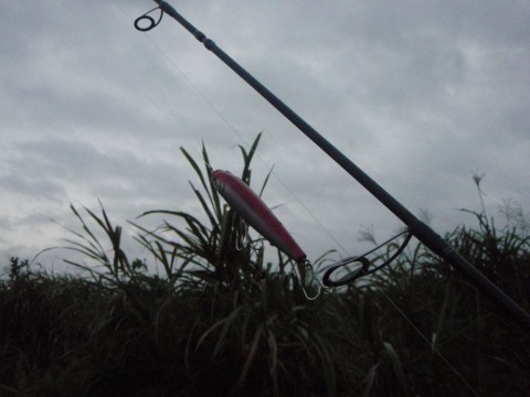 ar4kx4efk6t7dc6vrsgw_480_480-f3d385ca.jpg