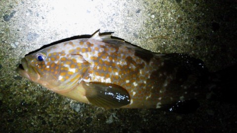 araknkhtp2audr5m9imi_480_480-aefc5951.jpg