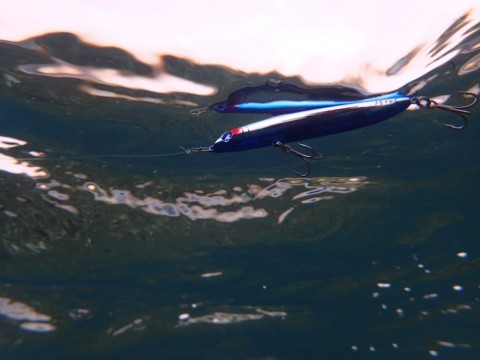 arnudxh29uo5oxydarf3_480_480-6dce105c.jpg