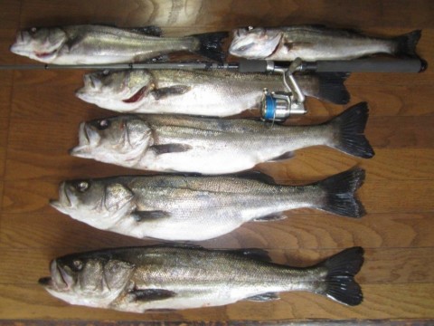 as26pkiecmemb74ze37h_480_480-e0820235.jpg