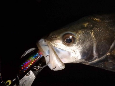 as9tenxbmxmgxj4je9f2_480_360-f6684404.jpg