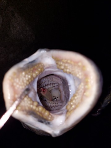 atpbic3pi8m8xb2nz6bj_480_480-c3791ab7.jpg