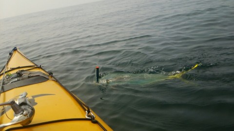 atwazdive93i8b2zecku_920_518-eb2d6248.jpg