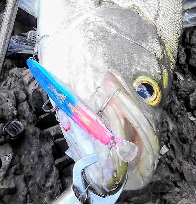 au8thfxzz7kaiwugseca-f57d8e29.jpg