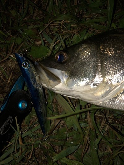 利根川で1番ミニマムな釣りをする俺様の釣行記 真夏の汗だくパコパコゲーム