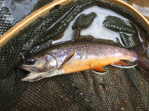 avnnnuomdebkfwdkm7na_920_690-8302a07c.jpg