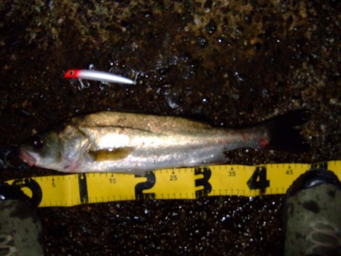 awgk6469nf77b4b9895n_480_480-68dc1437.jpg