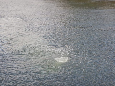 awgxbvjevd34gbmxjn2n_480_480-b6e8c391.jpg