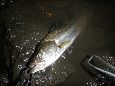 ax45ct4jh3xahnhght43_480_480-94a216e8.jpg