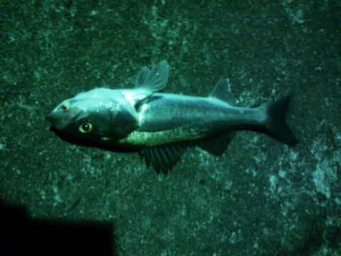 axdkjtmamnci7opdu626_640_480-f00c92bb.jpg
