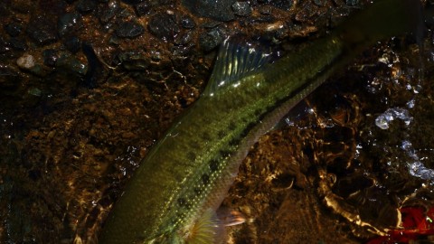 ayeda49cchu9evo8ewj5_480_480-c4152d28.jpg
