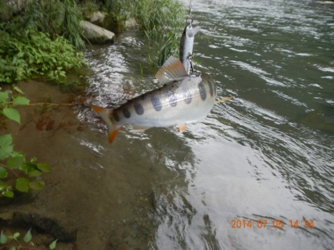 aypi4pg8vscebey5x7jc_480_480-b6e298f2.jpg