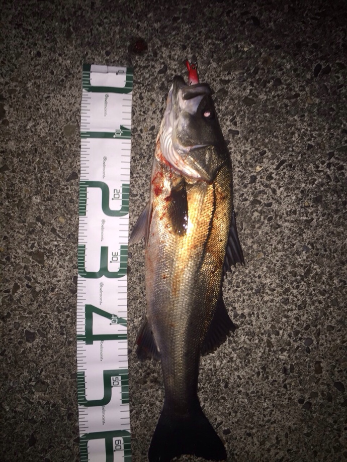ブログ 糸魚川 名立 シーバス