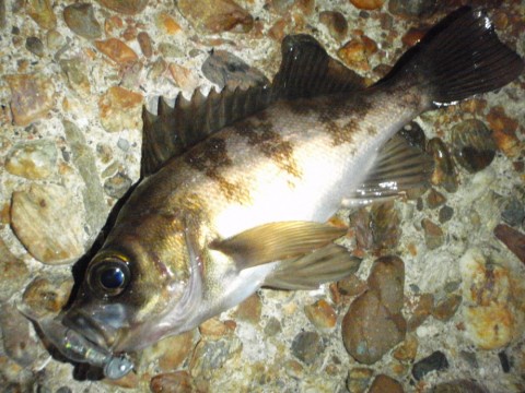 azb3ma5s7nnu349kj9e7_480_480-ee614ee9.jpg