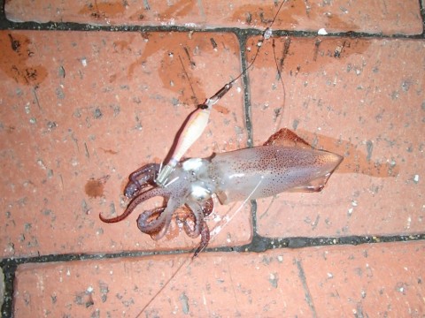 azfvo68zpjdbo5pdng9v_480_480-6731fc5c.jpg