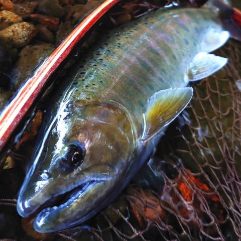 azhuzrcebjsxygbwwier_480_480-b1477802.jpg