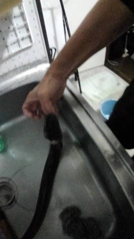 azj8h7jcntkb47zcn3j9_480_480-97cc2bc3.jpg