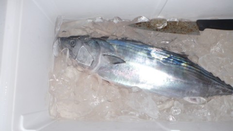 azk8m3zga5eb8mwucnjy_480_480-a01899cc.jpg