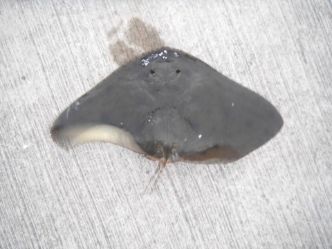 b2e8swebkfmpoyfkxh62_480_480-81c3d70d.jpg