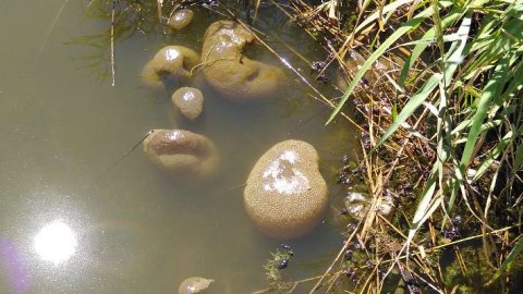 b2oa349cejxddezpzkzx_480_480-cd6566fe.jpg