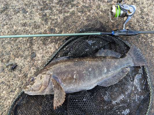 Happy Fishing Life Return北海道 カジカ狙い Happy Fishing Life Return北海道 カジカ狙い