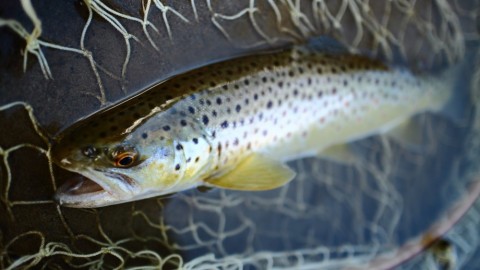 b35jut7eczrs37ds4p9c_480_480-2afd2a77.jpg