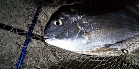 b38r8grza5upiodcojo8_480_480-8b184259.jpg