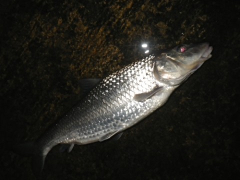 b3vsfaktk445iosinepc_480_480-411cf1ee.jpg