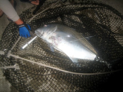 b3xf9azbzxsse92at6bg_480_480-e9fd504c.jpg