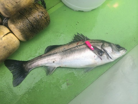 b3xom7yen6sfecrdo9mr_480_480-4b1bc030.jpg