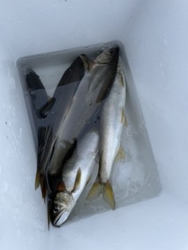 b45kkzaimj268taph57u_361_480-4e86ef18.jpg