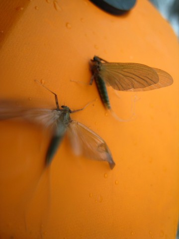 b46fpaxvuwa8fcf24xmd_480_480-f80463c7.jpg