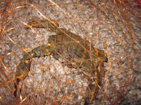 b4ga4c9t8df6o98jdi8i_480_480-905e61ab.jpg