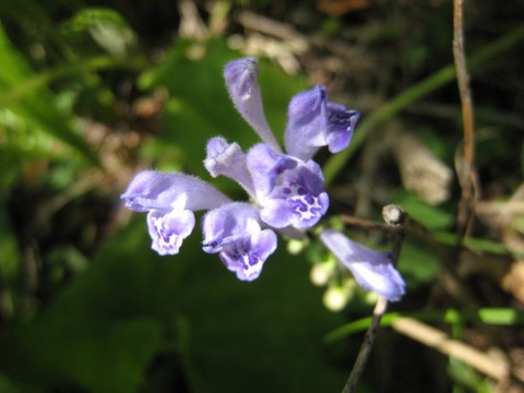 b533p2oh4i5zrzga558m_480_480-584f9f86.jpg
