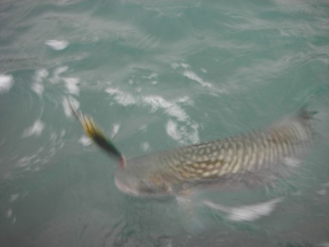 b54oiowe69he9kenu6d3_480_480-012cf540.jpg