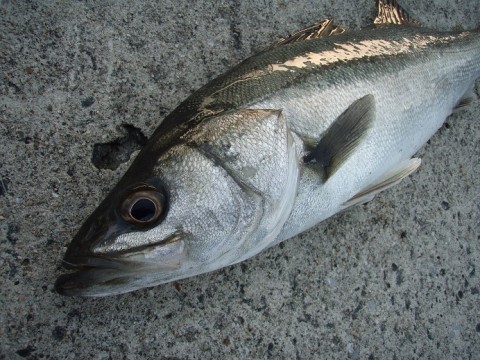 b56sisvzfd96bio3wdxx_480_480-63fa6dfb.jpg