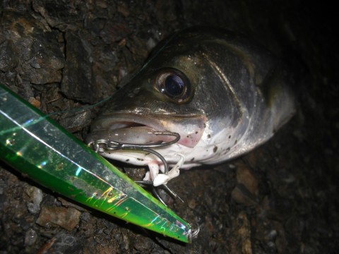 b5btp7e5amwgji95k9dc_480_480-fde1abd2.jpg