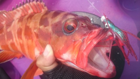 b5rbsznnxpfatapxoce4_480_480-080fad61.jpg