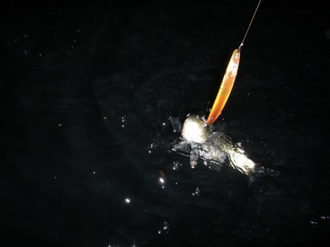 b5wkicdbvzsga2km4ovh_480_480-51f5f0c1.jpg