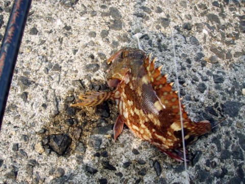 b6ei3c9cit9dgvewue27_480_480-93805449.jpg