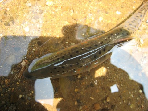 b6p3rvw8udvs6gzdp748_480_480-e1771603.jpg