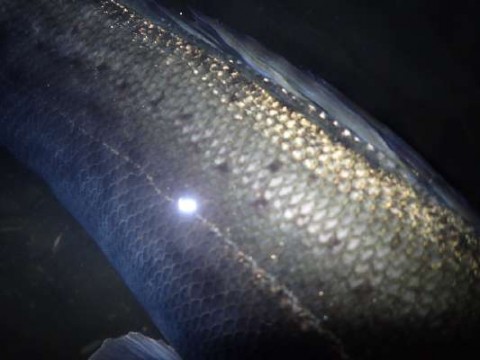 b6pgt3rzynf7ax9yf9e8_480_480-78a7d5d0.jpg