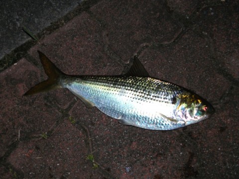 b7z6eaz7s736kg73kc84_480_480-09f5b15f.jpg