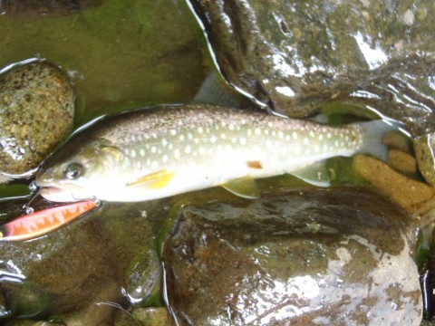 b8992nr5wdafnhixztrg_480_480-3e98dec8.jpg