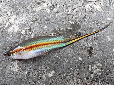 b8adixgoncersgiyyzea_480_480-6310440d.jpg