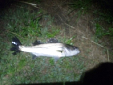 b8yz4we4o79ywen4w35j_480_480-70c67e36.jpg