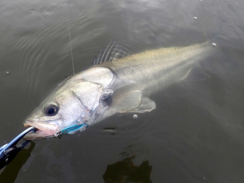 b95kg2fs4tybkxyk3eif_480_480-b9d09169.jpg