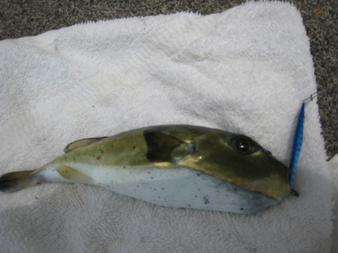 b9eoytkzth3xi8gipjaw_480_480-70bb727c.jpg