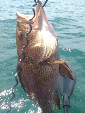 b9kkfi6g3t9in78ptd8r_480_480-43628cbb.jpg